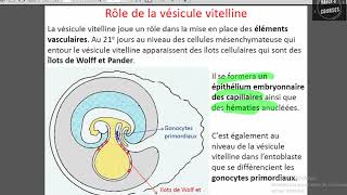 vesicule vitelline et diverticule allontoidien [upl. by Dnob]