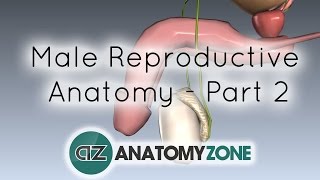 Introduction to Male Reproductive Anatomy  Part 2  Vas Deferens and Accessory Glands [upl. by Doss]