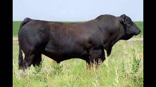 Balancer Cattle  Everything You Need To Know [upl. by Nevad]