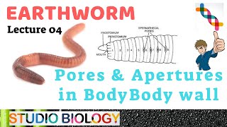 Class 11Zoology LecturesDiscuss Pores amp Apertures in body of Earthworm and its function204 [upl. by Ahcsim]