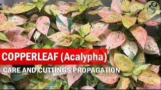 COPPERLEAF Plant Care  Acalypha wilkesiana  How to grow Khalifa Plant from Cuttings  in English [upl. by Fachan]