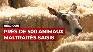 Près de 500 animaux maltraités saisis dans une ferme à Enghien  RTBF Info [upl. by Kered]