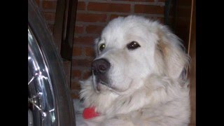 KUVASZ de los 40 dias a los 2 años crecimiento [upl. by Lucien941]