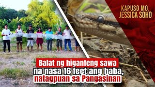 Balat ng higanteng sawa na nasa 16 feet ang haba natagpuan sa Pangasinan  Kapuso Mo Jessica Soho [upl. by Sivet]