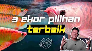 3 IKAN PILIHAN RFA‼️ ARWANA TERBAIK HARUS KITA MILIKI UNTUK MEMUASKAN HATI MENENANGKAN PIKIRAN [upl. by Ulphia]