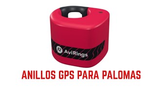 Anillos GPS para palomas [upl. by Swane]