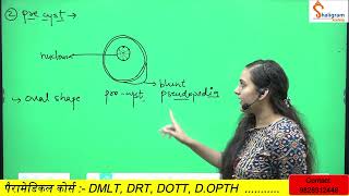 Entamoeba histolytica Morphology Life cycle in hindi PathogenicityLab diagnosis [upl. by Evelina]