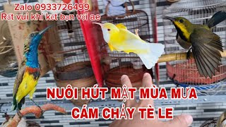 NUÔI CHIM HÚT MẬT MÙA MƯA NHỮNG KHÓ KHĂN HAY GẶP PHẢI canmientay [upl. by Rickert]