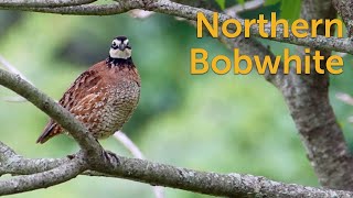 Northern Bobwhite Quality Quail [upl. by Haziza]