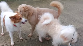 morning routine ❤️🐕 [upl. by Tressa814]