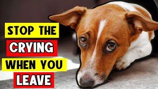 Worried About Your Dog Crying When You Leave Expert Tips to Stop Separation Anxiety [upl. by Nnaeitak]