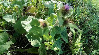 Arctium lappa bardana [upl. by Nagear]