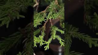 Creating foliage pads with juniper procumbens nana bonsai bonsaistyling terryerasmusbonsai [upl. by Anitsyrc923]