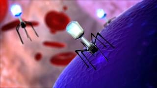 Bacteriophage T4 Virus  3D Animation [upl. by Nyret]