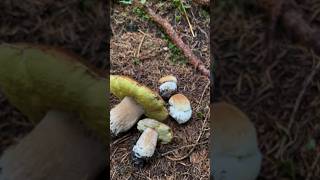 Boletus Edulis Eclosión boletus funghi porcini seta cogumelo mushroom ciuperci pilze [upl. by Eenat]