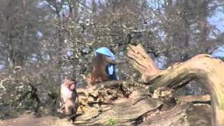 Monkeys at Longleat [upl. by Esahc163]