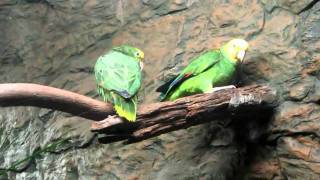 Double Yellow Headed Amazon Parrot [upl. by Divadnoj]