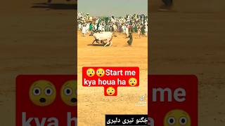 Bull race in pakistan Dand king jignoo phagia shorts bullrace [upl. by Omer336]