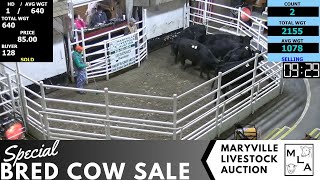 1262024 Maryville Livestock Auction  Special Bred Cow Sale [upl. by Eidnim215]