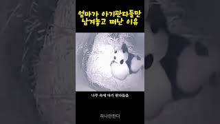 야생에서 엄마판다가 아기판다들만 남겨둔 이유 [upl. by Dorweiler]