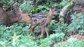 Srna a srnče Capreolus capreolus Roe Deer and Fawn [upl. by Dzoba]