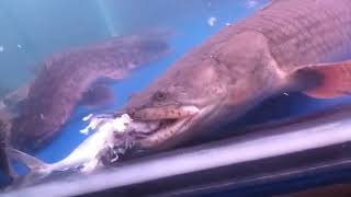 Polypterus congicus feeding part 2 [upl. by Leoj360]