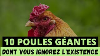 10 POULES LES PLUS GÉANTES DONT VOUS IGNOREZ LEXISTENCE [upl. by Agle]