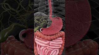 🍽️ The Stomach Lining Your Body’s Protective Barrier anatomy [upl. by Melany]