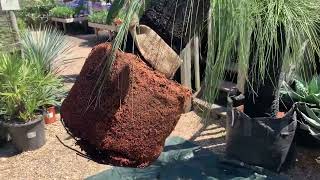 Potting up a Grass Tree  Xanthorrhoea preissii [upl. by Cowley]