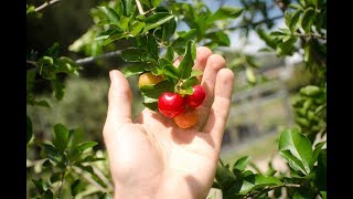 Growing Acerola aka Barbados Cherry From Cuttings [upl. by Buttaro566]