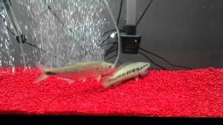 Brycon Dentex and Pike Cichlid Feeding [upl. by Olimreh]