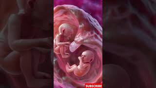 Incredible Footage of Twins Developing in the Womb [upl. by Gitt771]