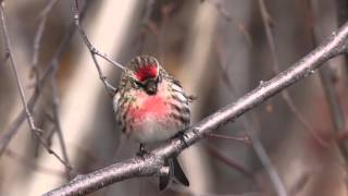 Minnstu fuglar Íslands  Icelands smallest birds [upl. by Bonis]