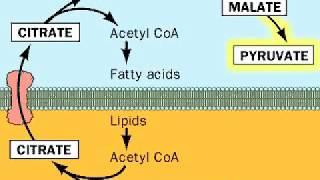 Fatty acids from Acetyl CoA [upl. by Fabriane582]