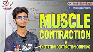 Skeletal muscle contraction physiology in bangla  Excitation contraction coupling [upl. by Eugene]