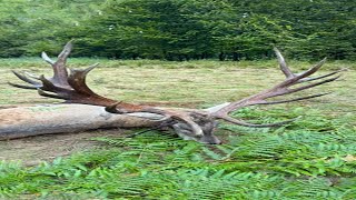 Giant Red Stag from Carpathians  Hochkapitale Rothirsch von Karpathen  Romania hunting redstag [upl. by Nelav]