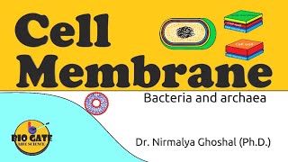 Cell Membrane of Bacteria and Archaea animation plasmamembrane [upl. by Joanna]