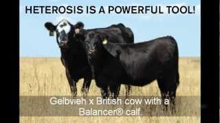 Get Heterosis with Gelbvieh Crossbreeding [upl. by Anilemrac184]