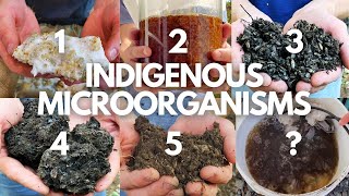 The Complete Beginner’s Guide to Indigenous Microorganisms [upl. by Esimorp]