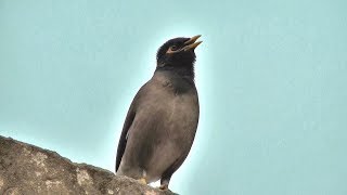 myna bird song  myna bird sound mynah bird singing [upl. by Enimrej900]