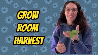 Grow Room Update and Trimming Onions Seedlings [upl. by Arednaxela]