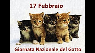 Festa Nazionale del GattoCats of Rome 😻17😻 Febbraio 😻2024 [upl. by Niaz]