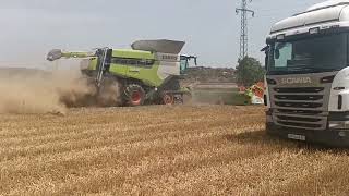 Žatva 2024Donau Farm Semat2x Claas Lexion 88002x John Deere [upl. by Selegna]