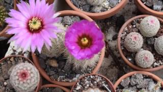 Echinocereus reichenbachii complex [upl. by Parthenia]