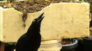 Magnificent AUSTRALIAN CURRAWONG CALL [upl. by Sisson]