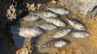 SOKAN AVI SOKAR SIGANUS RIVULATUS SABAH SUYU KISMETLERİ KIBRIS SOKAN AVI FISHING IN NORTH CYPRUS [upl. by Alyt]