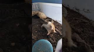 Rattlesnake eating hamster Crotalus scutulatus [upl. by Obadiah]