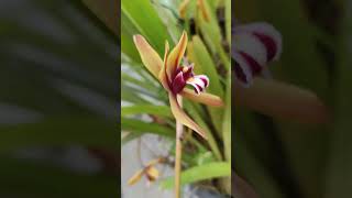 anggrek menjuntai cymbidium finlaysonianun Misbachza28 [upl. by Eiramnaej]