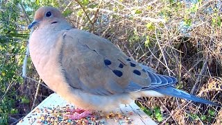 Mourning Dove Song Coo Call Sounds  Amazing CloseUp [upl. by Moersch]