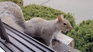 Squirrel sounds and their meanings [upl. by Evangelina]